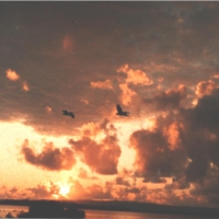 Pelicans flying during Sunrise