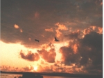 Pelicans flying during Sunrise