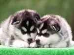 Puppies