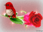 RED BIRD ON ROSE