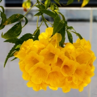 Yellowbell Blossoms From Singapore by DCP