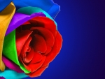 Multi color rose