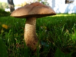 Mushroom