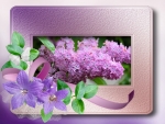 PRETTY PURPLE LILACS