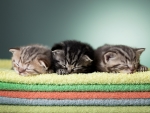 Sleeping kittens