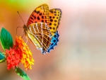 Butterfly and Flower