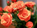 Orange roses
