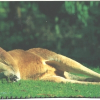 The Red Kangaroo
