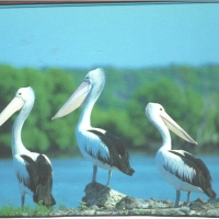 Group of Pelicans