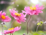 Japanese Anemone