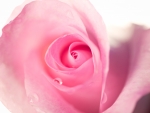 Pink rose