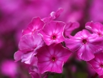 Phlox
