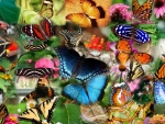 Colorful Butterflies