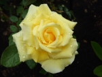 Yellow Rose