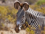 Grey's Zebra-endangered
