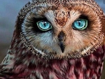 Hoot