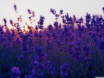 Lavender field