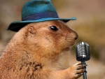 Singing Prairie Dog