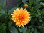 Dahlia close up