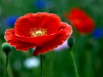 POPPIES