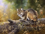 ..Bobcat..