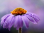 Purple flower