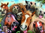 Funny horses