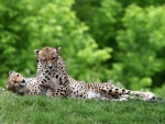 cheetahs love