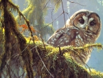 owl