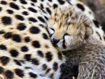 cheetah baby