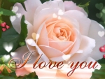 Rose for you Sweetie. I Love You