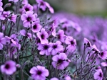 Purple Flowers