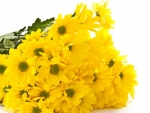 Lovely Yellow flowers