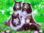 Cute Sheltie Dogs