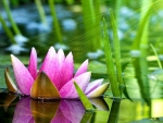 Pink Lotus