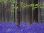 Purple forest