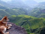 Mountain landscape under canine gaze