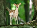 Lovely Deer