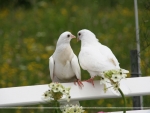 Lovebirds
