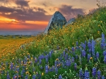 Sunset and Lupines