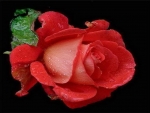 Beauty of a rose