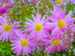 Beautiful chrysantemums