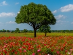 Field of Poppies and Trees
