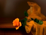 Orange Rose