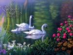 Swan Family - Verse
