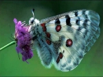 Lovely moth