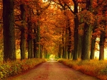 autumn alley