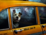 taxi dog