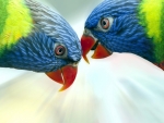 Parrots in love