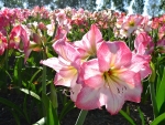 Pink Amaryllis